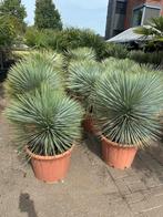Yucca Rostrata Palmlelie, Ophalen