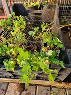 Akelei 6 stuks p9, Tuin en Terras, Ophalen of Verzenden