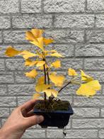 Ginkgo bonsai starter, In pot, Bloeit niet, Halfschaduw, Minder dan 100 cm