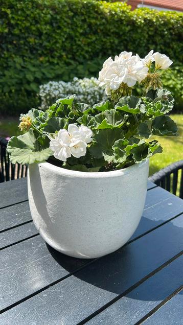 Bloempot beschikbaar voor biedingen