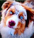 Lieve Australian Shepherd Dekreu, Dieren en Toebehoren, Honden | Dekreuen, Particulier, Rabiës (hondsdolheid), Meerdere, 1 tot 2 jaar