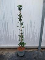 Ginkgo biloba 'Menhir' 🌿 zuil ginkgo, Ophalen