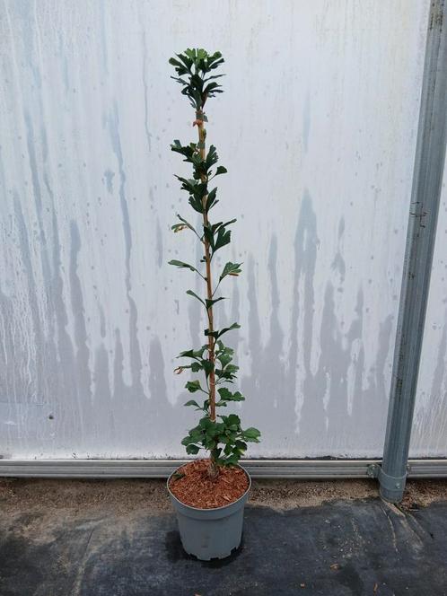Ginkgo biloba 'Menhir' 🌿 zuil ginkgo, Tuin en Terras, Planten | Bomen, Ophalen