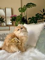 Huisdier  kat, Dieren en Toebehoren, Katten en Kittens | Raskatten | Korthaar, Kater, Ontwormd, 0 tot 2 jaar