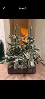Gezocht deze kerstbomen op stam, Diversen, Ophalen, Zo goed als nieuw