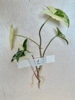 Syngonium Albo stek met nieuwe wortels, Huis en Inrichting, Kamerplanten, Ophalen, Overige soorten, Halfschaduw, Minder dan 100 cm