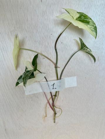 Syngonium Albo stek met nieuwe wortels beschikbaar voor biedingen