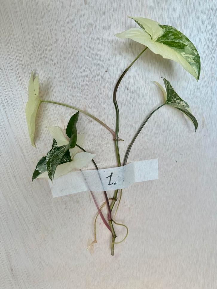 Syngonium Albo stek met nieuwe wortels, Huis en Inrichting, Kamerplanten, Overige soorten, Minder dan 100 cm, Groene kamerplant