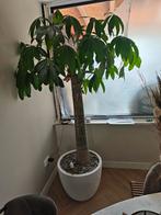 grote geldboom, Tuin en Terras, Planten | Bomen, Ophalen, Volle zon, Overige soorten