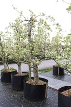 Mooie 25 en 30-jarige Doyenné de Comice perenbomen, Lente, Volle zon, Perenboom, 250 tot 400 cm