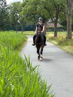 Fantastische 8 jarige Freiberger ruin, Dieren en Toebehoren, Minder dan 160 cm, Gechipt, Ruin, L