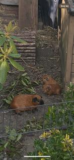 Niet veel voorkomend California red Beertje zeugje 4 w, Dieren en Toebehoren, Knaagdieren, Meerdere dieren, Cavia, Na 1 juli 2024