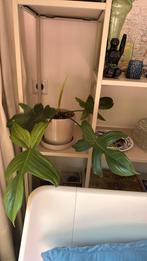 Philodendron florida ghost zonder pot, Ophalen, Overige soorten, Minder dan 100 cm