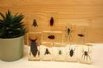 Taxidermie - Opgezette Insecten in epoxy, Ophalen of Verzenden, Gebruikt, Insect, Opgezet dier