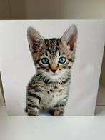 Canvas schilderij kitten, Ophalen of Verzenden, Dier