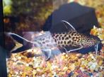 Te kop 8 Synodontis Lucipinis, Dieren en Toebehoren, Vissen | Aquariumvissen, Vis, Zoetwatervis