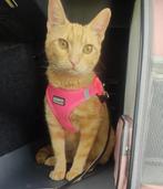 Katten tuigje roze, Dieren en Toebehoren, Katten-accessoires, Ophalen of Verzenden, Zo goed als nieuw