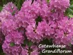 Grootbloemige Rhododendrons / Tuinhybriden / Rododendron, Tuin en Terras, Halfschaduw, Vaste plant, Lente, Overige soorten