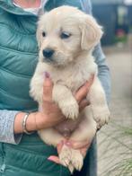 Super mooie lieve golden retriever pups, Dieren en Toebehoren, Honden | Retrievers, Spaniëls en Waterhonden, Overige rassen, 8 tot 15 weken