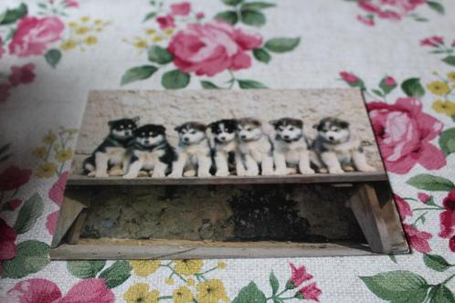 Honden Postkaart - 7 Siberian Husky Pups, Tsjechie, Verzamelen, Ansichtkaarten | Dieren, Ongelopen, 1980 tot heden, Hond of Kat