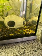 Gele neocaridina garnalen, Dieren en Toebehoren, Vissen | Aquariumvissen, Kreeft, Krab of Garnaal