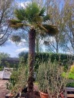 Palmboom, Tuin en Terras, Planten | Bomen, Volle zon, 400 cm of meer, Ophalen, Palmboom