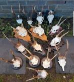 Enorme keuze Ree bok schedels ! Alle maten - schedel hertjes, Ophalen of Verzenden, Nieuw
