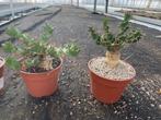 Caudex plant Euphorbia Tortirama zelden aangeboden., Overige soorten, In pot, Minder dan 100 cm, Bloeiende kamerplant