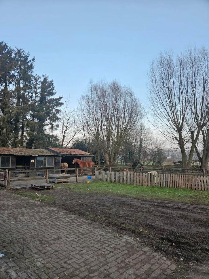 Stalhulp gezocht | verzorgers gezocht, Dieren en Toebehoren, Paarden en Pony's | Verzorgingsproducten, Ophalen