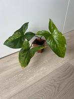 Syngonium mottled mojito, Huis en Inrichting, Kamerplanten, Ophalen of Verzenden, Overige soorten, Minder dan 100 cm