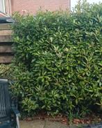 glansmispel, rode haagplant, wintergroen, Ophalen, Overige soorten, Haag, 100 tot 250 cm
