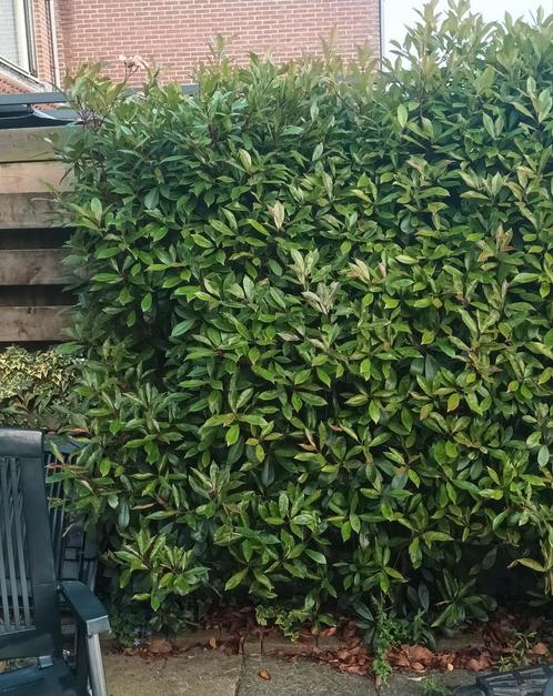 glansmispel, rode haagplant, wintergroen, Tuin en Terras, Planten | Struiken en Hagen, Haag, Overige soorten, 100 tot 250 cm, Ophalen