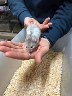 Te koop lieve jonge goudhamster / Syrisch hamster, Dieren en Toebehoren, Knaagdieren, Hamster, Mannelijk, December, Tam