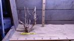 aquarium hout, Ophalen of Verzenden, Nieuw, Plant(en), Steen of Hout