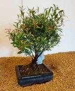 Syzygium bonsai in keramiek schaaltje, Ophalen, Bloeit niet, Overige soorten, Minder dan 100 cm