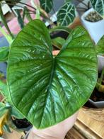 Alocasia Lukiwan, Huis en Inrichting, Kamerplanten, Overige soorten, Minder dan 100 cm, Groene kamerplant, Halfschaduw