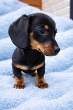 Schitterend black and tan korthaar reutje 💙💙, Nederland, Parvo, Reu, 8 tot 15 weken