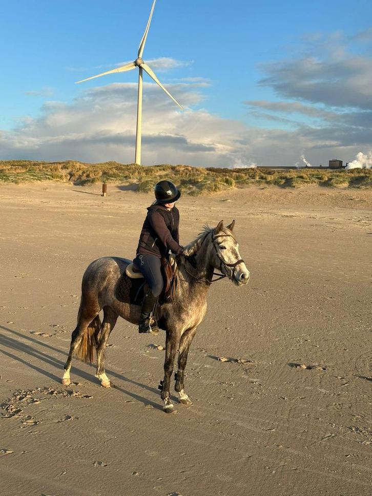 Super lieve 3 jarige  D pony, Dieren en Toebehoren, Paarden, Merrie, Zadelmak, Minder dan 160 cm, 3 tot 6 jaar, Recreatiepaard