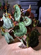 Begonia Masoniana, Huis en Inrichting, Kamerplanten, Ophalen, Overige soorten, Halfschaduw, Minder dan 100 cm