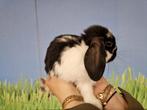 Hangoor dwergkonijnen | Jonge nestjes met tamme hangoren., Meerdere dieren, Dwerg, Hangoor, 0 tot 2 jaar