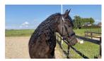 Brave Friese stb merrie met vol papier, Dieren en Toebehoren, Paarden, Merrie, Gechipt, Zadelmak, 3 tot 6 jaar
