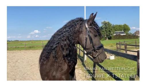 Brave Friese stb merrie met vol papier, Dieren en Toebehoren, Paarden, Merrie, Zadelmak, 160 tot 165 cm, 3 tot 6 jaar, Recreatiepaard