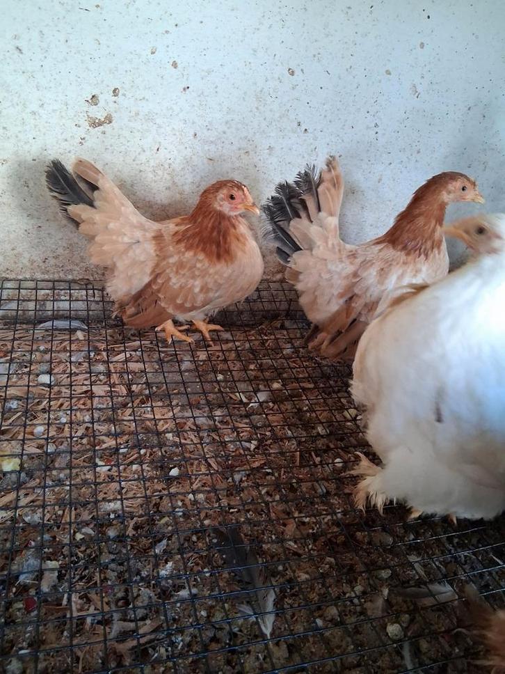 Chabo kriel kippen, Dieren en Toebehoren, Pluimvee, Kip, Meerdere dieren