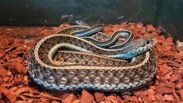 Thamnophis similis 1.1 beschikbaar voor biedingen