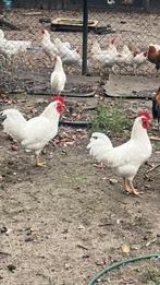 te koop jonge witte leghorn hanen, Dieren en Toebehoren, Pluimvee, Mannelijk, Kip