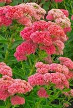 Sedum Herbstfreude | Hemelsleutel | P9, Overige soorten, Volle zon, Vaste plant, Ophalen of Verzenden