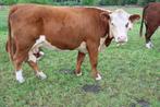 Hereford koe en hereford vaars, Meerdere dieren