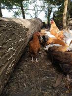 Kippen barnevelder x orpington, Dieren en Toebehoren, Pluimvee, Meerdere dieren, Kip