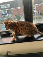 Bengaalse poes 5 jaar oud met stamboom en gechipt, Poes, Gechipt
