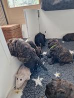 Prachtige bouvier pups geboren 22-02-'24, Dieren en Toebehoren, CDV (hondenziekte), Meerdere, Bouvier, 8 tot 15 weken